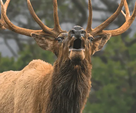 An elk bull is bugling and making eye contact with the viewer.