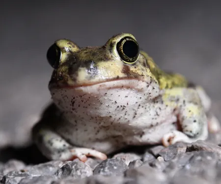 A green toad with large eyes and a white belly lays on gravel. 