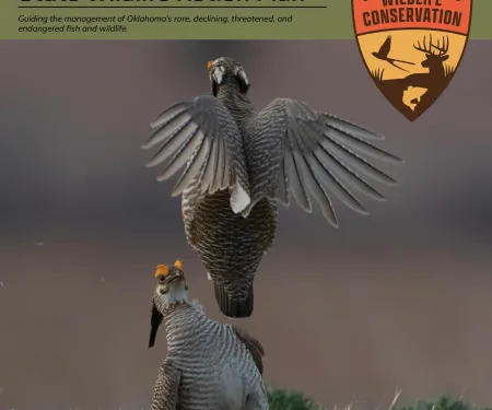 A draft cover to a planning document showing two grouse fighting with one on the ground and one in the air flapping its wings.