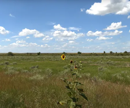A lone sunflower stands tall in a vast, open field under a bright blue sky with scattered clouds.
