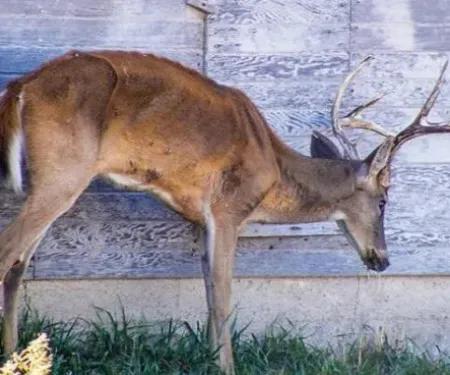 A buck with Chronic Wasting Disease looks weak and emaciated.
