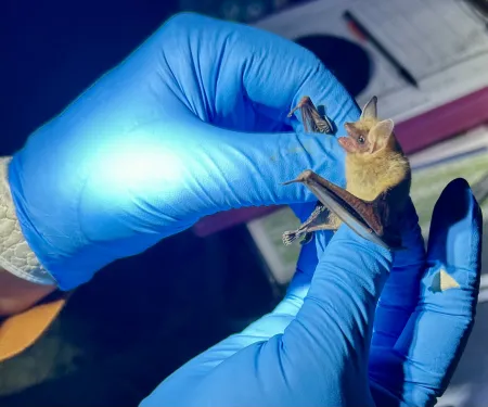 A small brown bat is held by nitrile-gloved hands. 