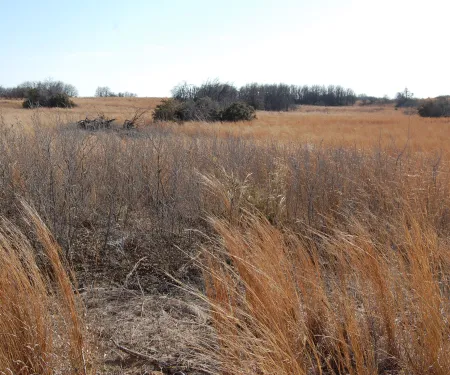 Open prairie landscape with tall golden grasses, scattered shrubs, and a tree line in the distance under a clear sky.