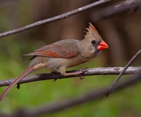 A grayish red bird with a large orange bill perches on a small branch.