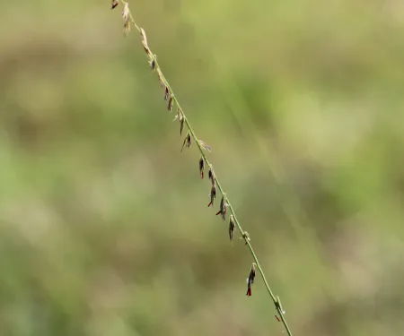 An example sprig of side oats gamma grass.