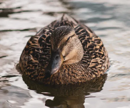 A duck sits centered on a glossy water background.
