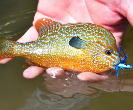 An vibrant orange, blue and green longear sunfish sits gently in a hand with the blue lure poking out of the mouth. 