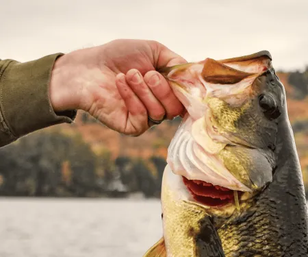 An arm in a green sleeve holds up a bass.
