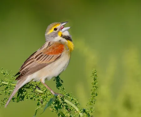 A bird with a russet brown back and yellow and black throat sings while perched on a green stem.