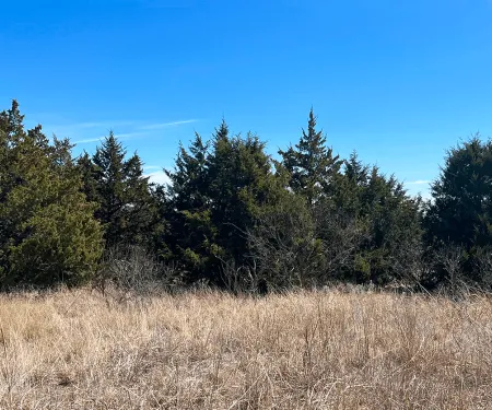 A group of invasive red cedars against a blue sky.