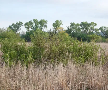 Sand Plum Thicket