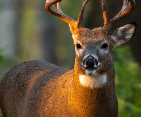 A whitetail buck stands in a green forest.