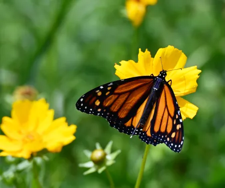 An orange and black butterfly with a small transmitter glued to its thorax perches on a yellow flower.