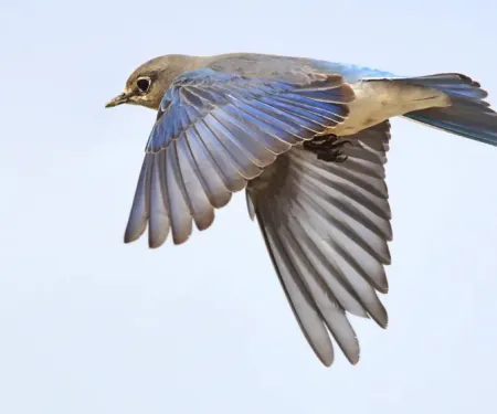Mountain Bluebird Flying