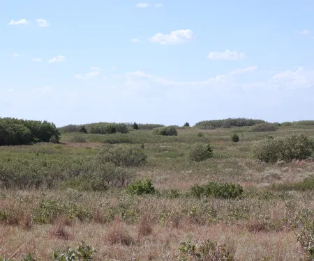 A landscape view of shinnery oak growing at various heights.