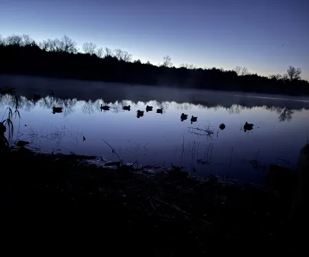 duck decoys on a pond 