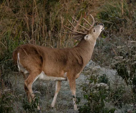 A whitetail buck sniffing the air.