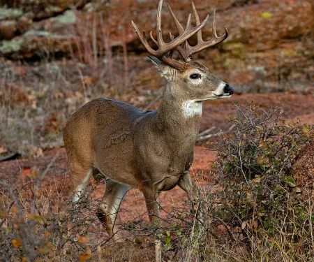 A whitetail buck looking to the right.