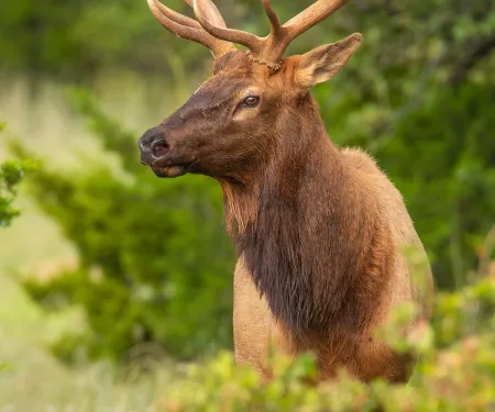 A bull elk with a lush green background.