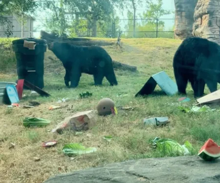 Two black bears explore a mock campsite from behind a glass wall. 