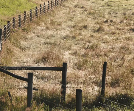 A fence separates grazing and grassland.