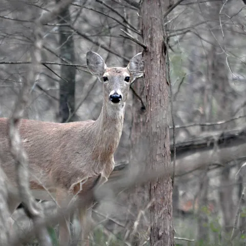 Deer gun hunting season will open Nov. 23, and the state's big game biologist is urging hunters to harvest more antlerless deer this season to improve the white-tailed deer herd structure. (Vonda Barnett/2015 Readers' Photo Showcase)