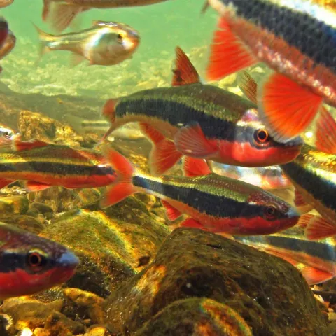 Oklahoma streams fish zoom background.