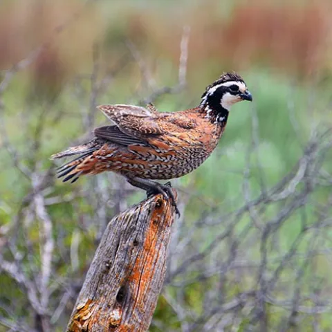 Quail on a wooden post in a field.