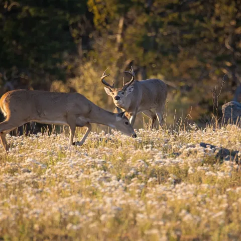 Whitetail buck and doe in field.  Photo by Jeremiah Z.
