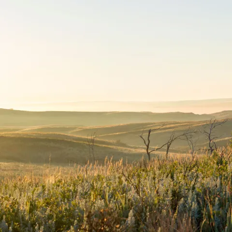Packsaddle WMA, phot by Kelly Adams