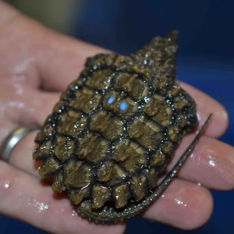Alligator snapping turtle one-year old.