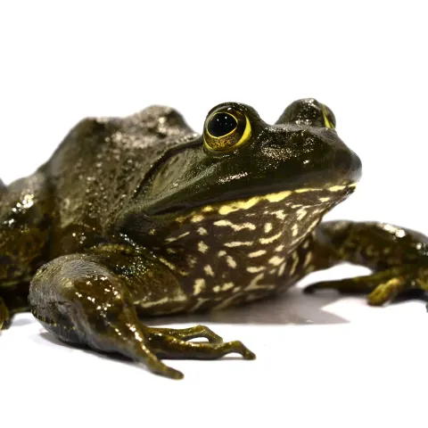 American Bullfrog