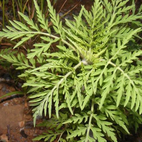 Annual ragweed. (Photo by Kyle Johnson/ODWC)