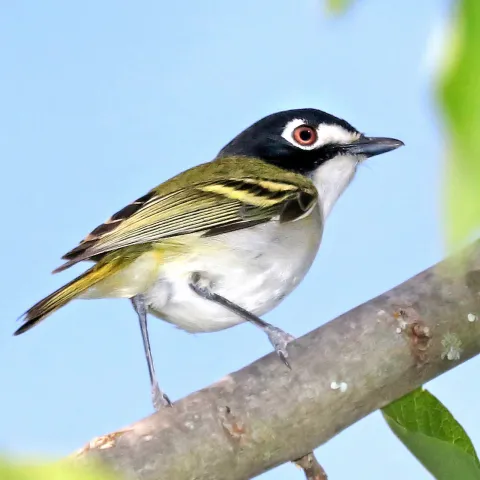 Black-capped vireo, photo by Alan Schmiere/Flickr
