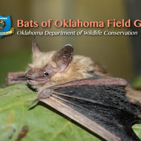 Bats of Oklahoma Field Guide Cover