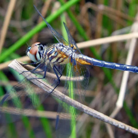 Blue Dasher (Dragonfly), photo provided by USDA