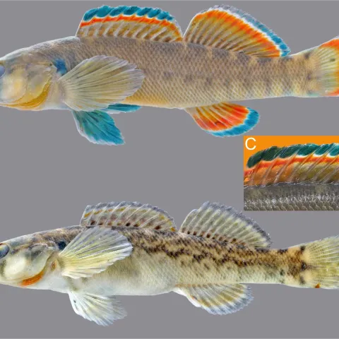 Blue River Orangebelly Darter, from Nick Lang