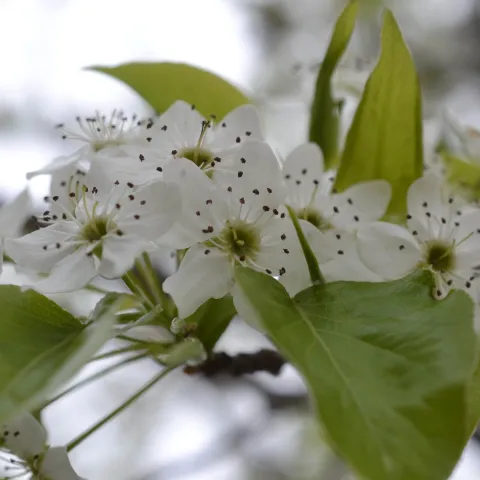 Bradford pear tree flower.