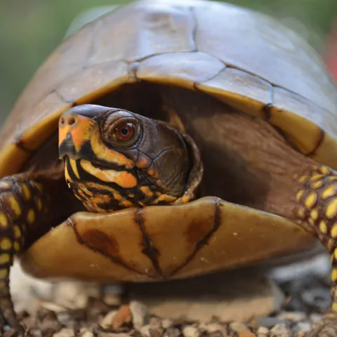 Box turtle, photo by Andrea Crews