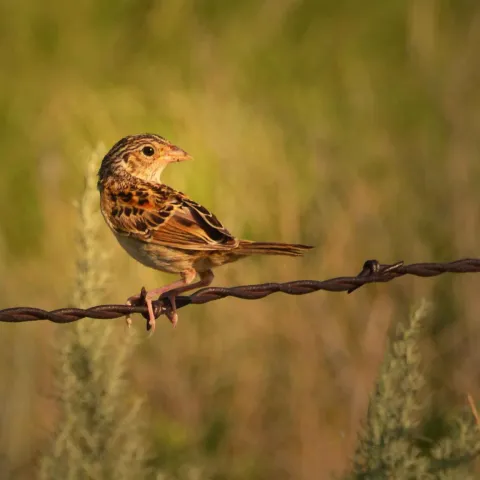 Grasshopper Sparrow (Jena Donnell/ODWC)