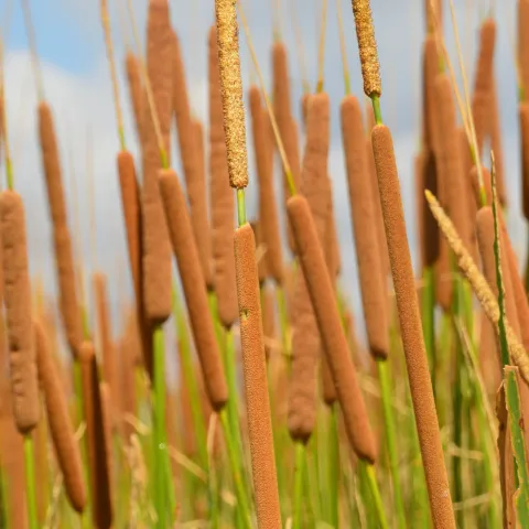 Cattails.