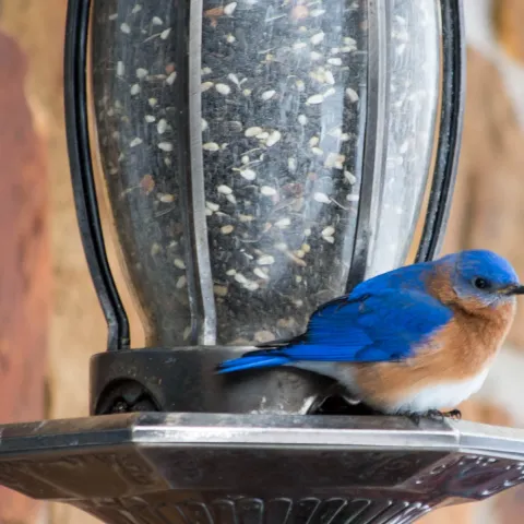 Easter bluebird, photo by Kelly Adams/ODWC