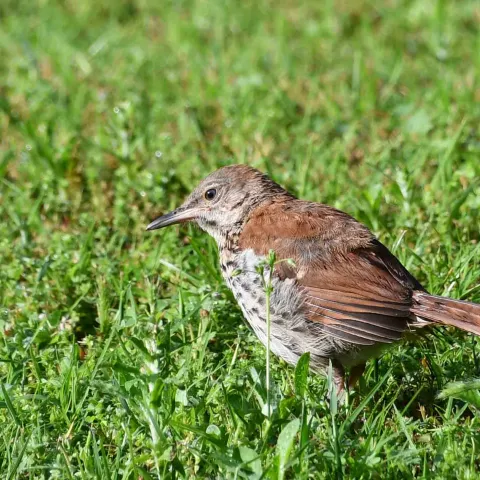 Fledgling Brown Trasher
