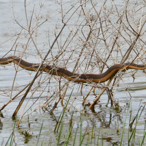 Graham’s Crayfish Snake
