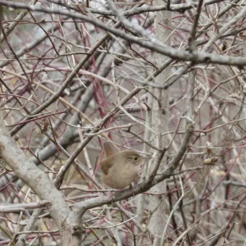 House Wren at Ft Gibson.