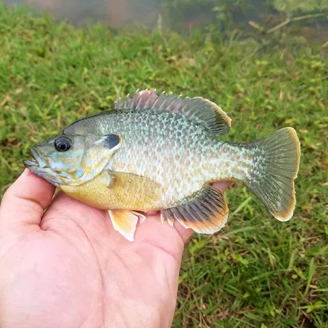 Hybrid sunfish.