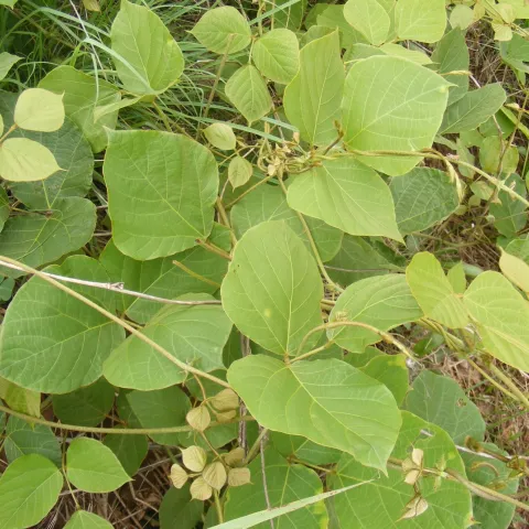 Kudzu, which can be misidentified as poison ivy, has brown, hairy stems and leaflets that are hand-sized or larger. (Kyle Johnson/ODWC)