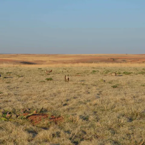 Lesser Prairie Chickens in a field, photo by Wade Free