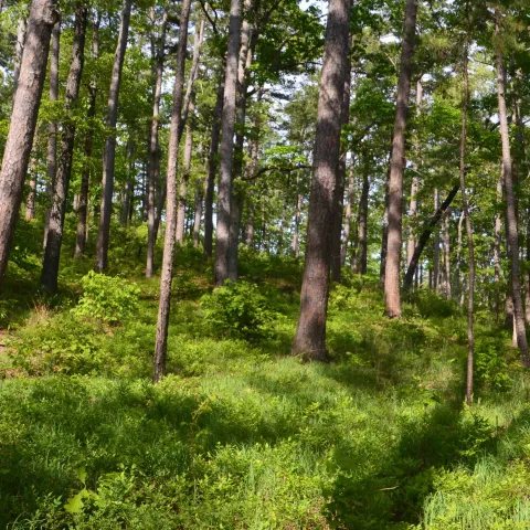 McCurtain County Wilderness Area, photo by Jena Donnell