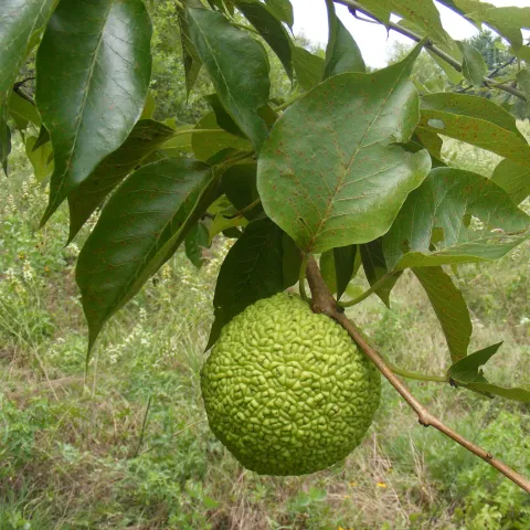 Osage orange tree, with fruit.